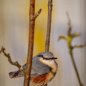 Wood Nuthatch