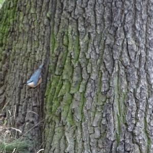 Wood Nuthatch