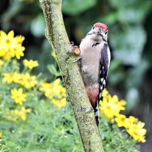 Great Spotted Woodpecker