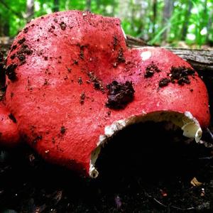 Tall Russula