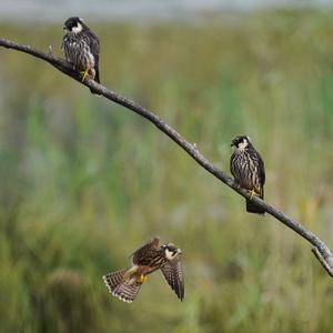 Eurasian Hobby