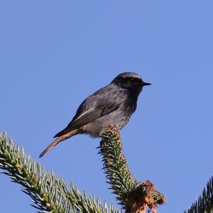 Black Redstart