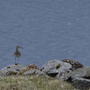 Whimbrel