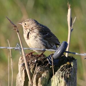 Meadow Pipit