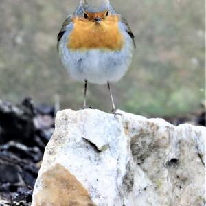 European Robin