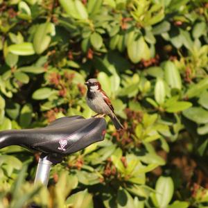 House Sparrow