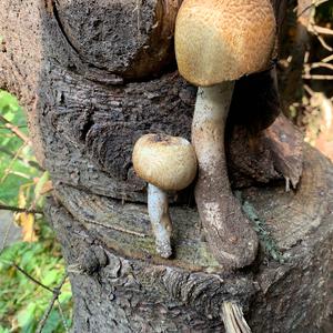 Dark-scaled Mushroom