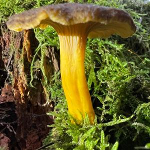 Trumpet Chanterelle