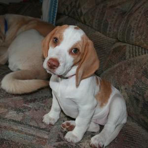 Beagle