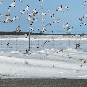 Snow Bunting