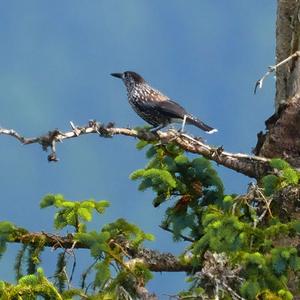 Spotted Nutcracker