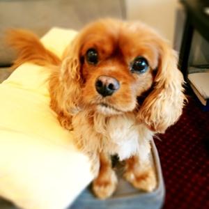 Cavalier King Charles Spaniel