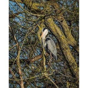 Grey Heron