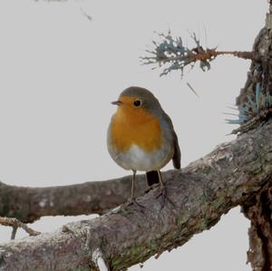 European Robin