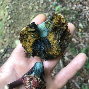 Red-cracked Bolete