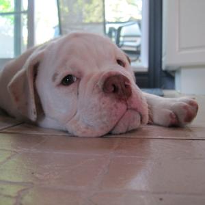 Englische Bulldogge