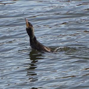 Great Cormorant