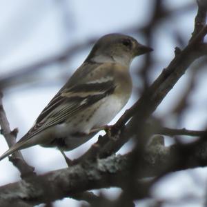 Eurasian Siskin