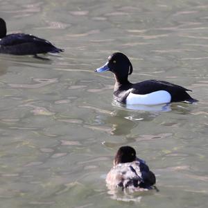 Tufted Duck