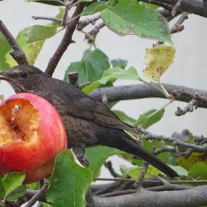 Eurasian Blackbird