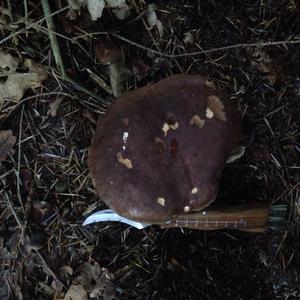 Bay Bolete