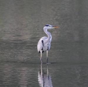 Grey Heron