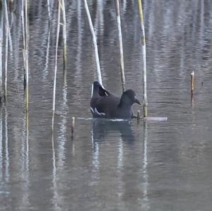 Common Moorhen