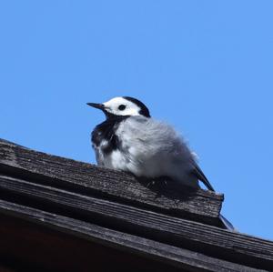 White Wagtail