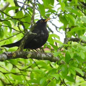 Eurasian Blackbird