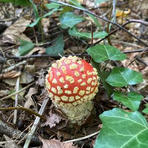 Fly Agaric