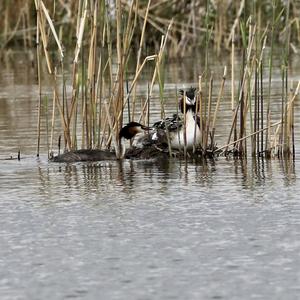 Great Crested Grebe