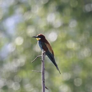 European Bee-eater