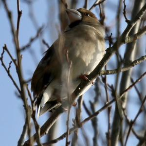 Hawfinch