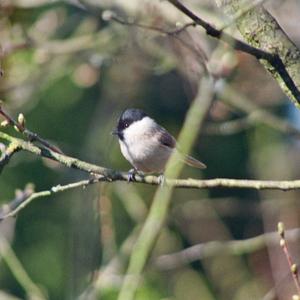 Marsh Tit