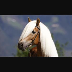 Haflinger