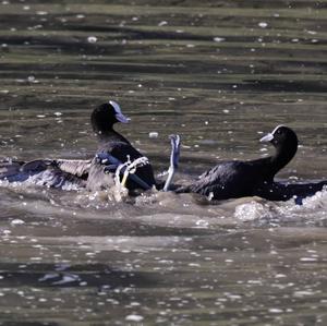 Common Coot