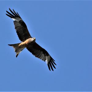 Red Kite