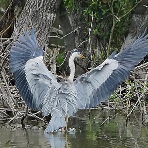 Grey Heron