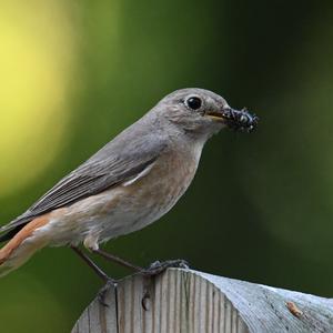 Common Redstart