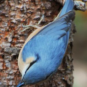 Wood Nuthatch