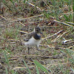 Northern Lapwing