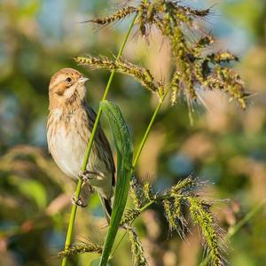 Reed Bunting