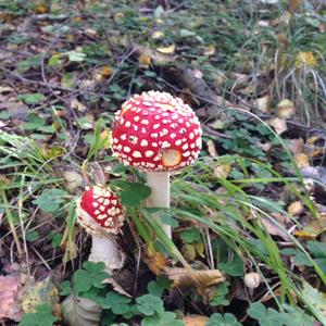 Fly Agaric