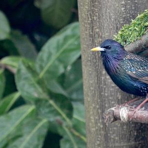 Common Starling