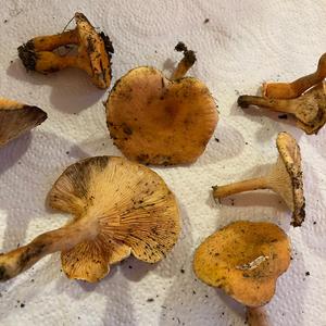 Chanterelle, Common