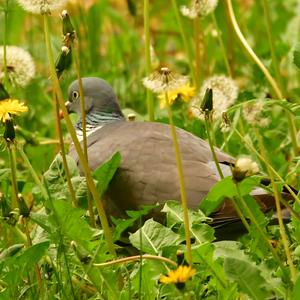 Common Wood-pigeon