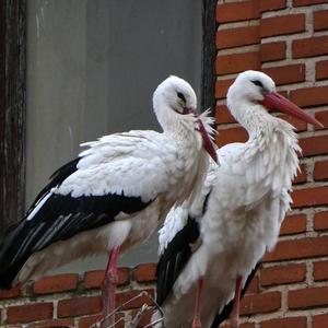 White Stork