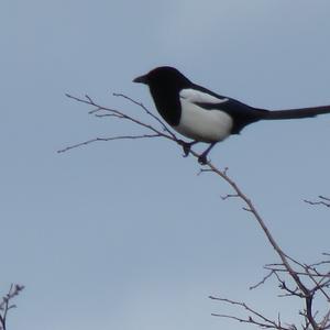 Black-billed Magpie