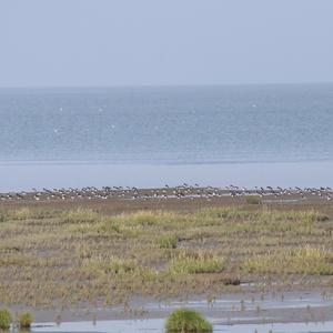 Eurasian Oystercatcher