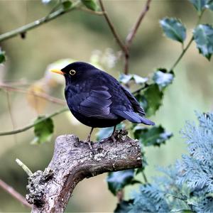 Eurasian Blackbird